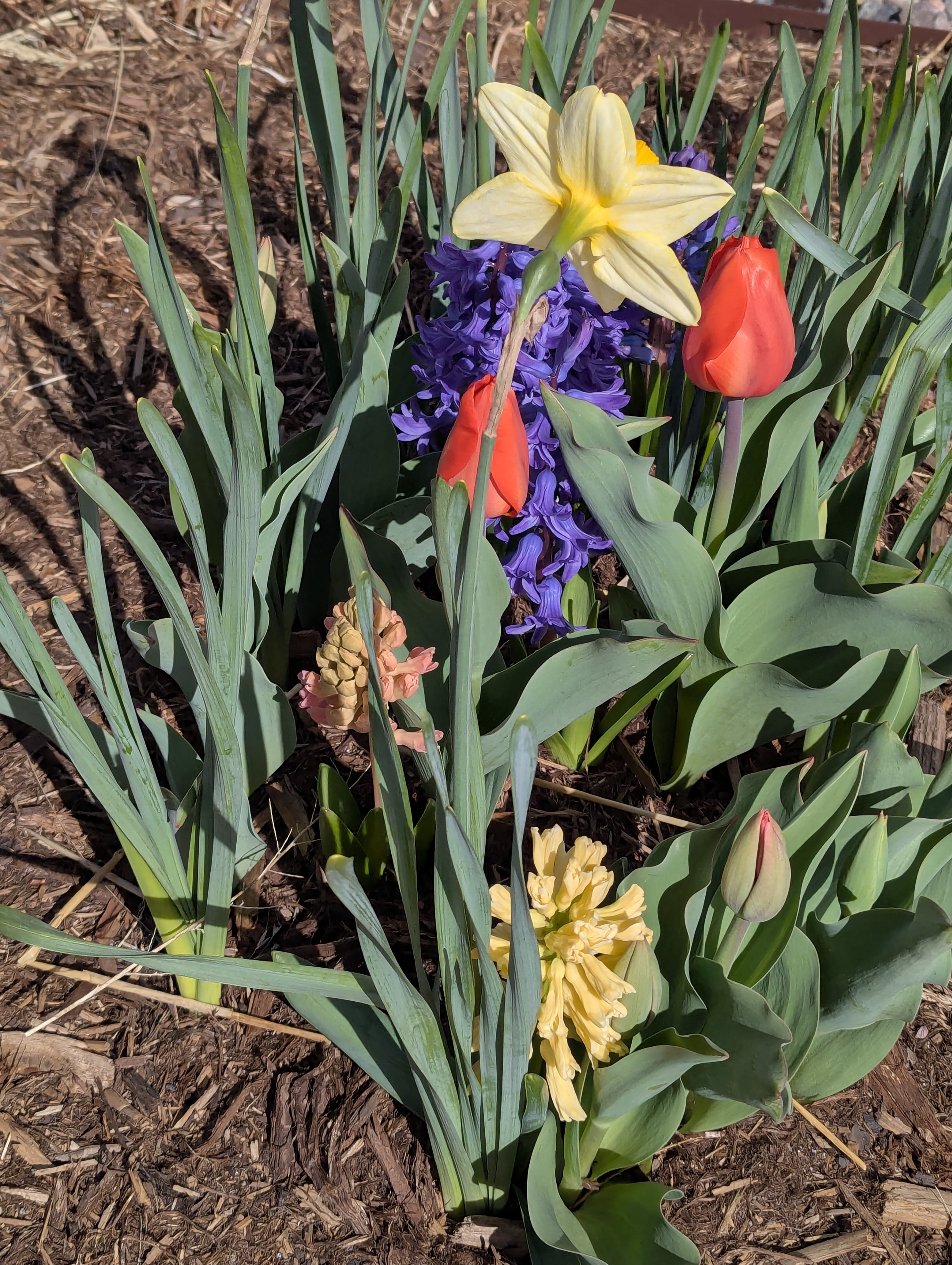 Hyacinth, Daffodils, Tulips, Morrison, Colorado